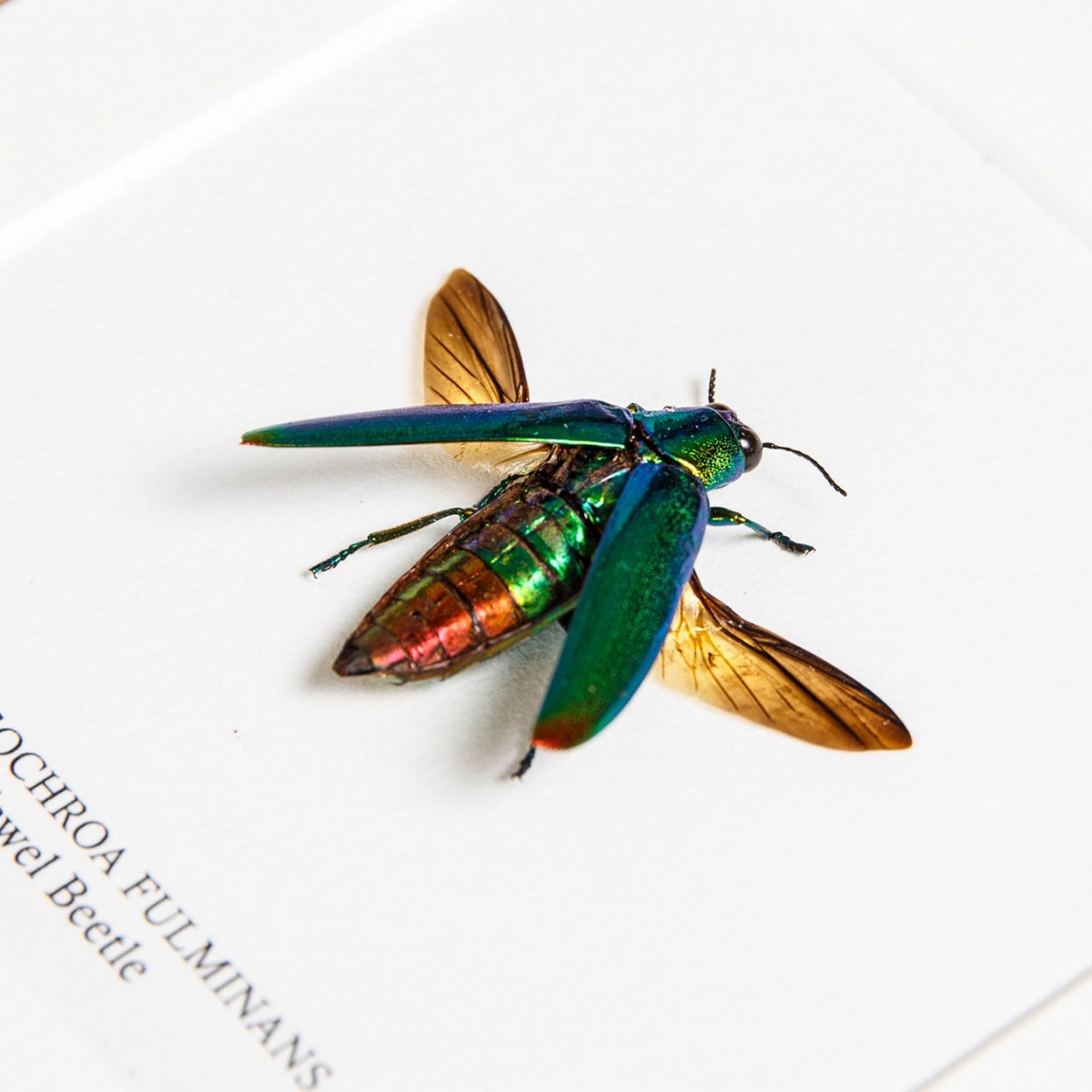 Jewel Beetle In Box Frame (Chrysochroa fulminans)
