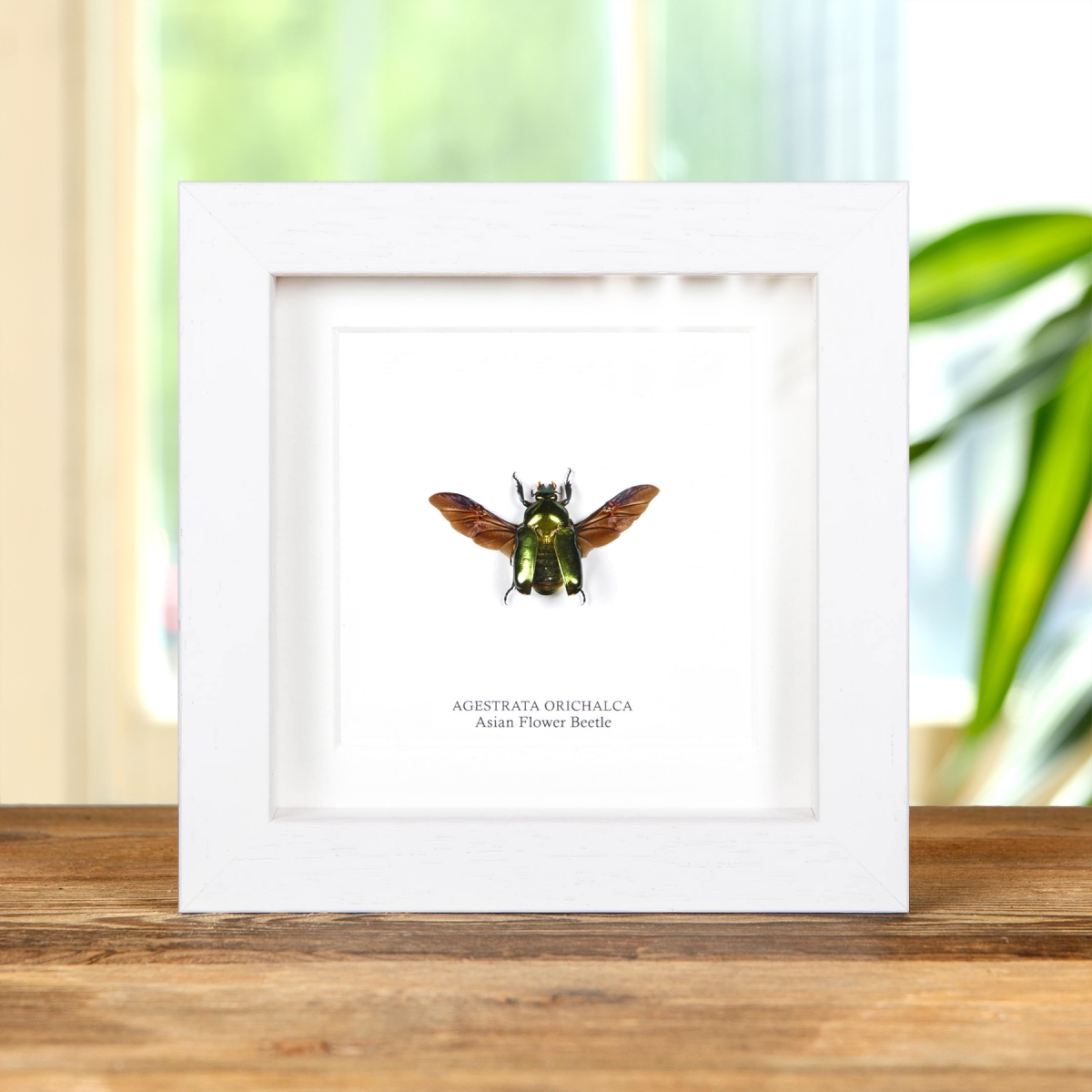 Asian Flower Beetle In Box Frame (Agestrata orichalca)