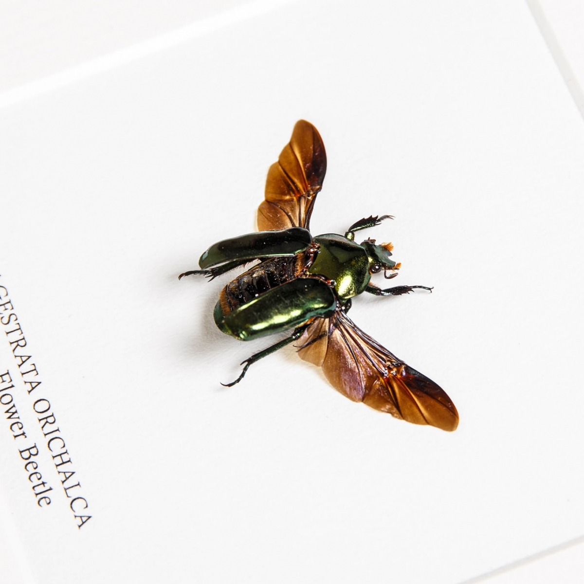 Asian Flower Beetle In Box Frame (Agestrata orichalca)