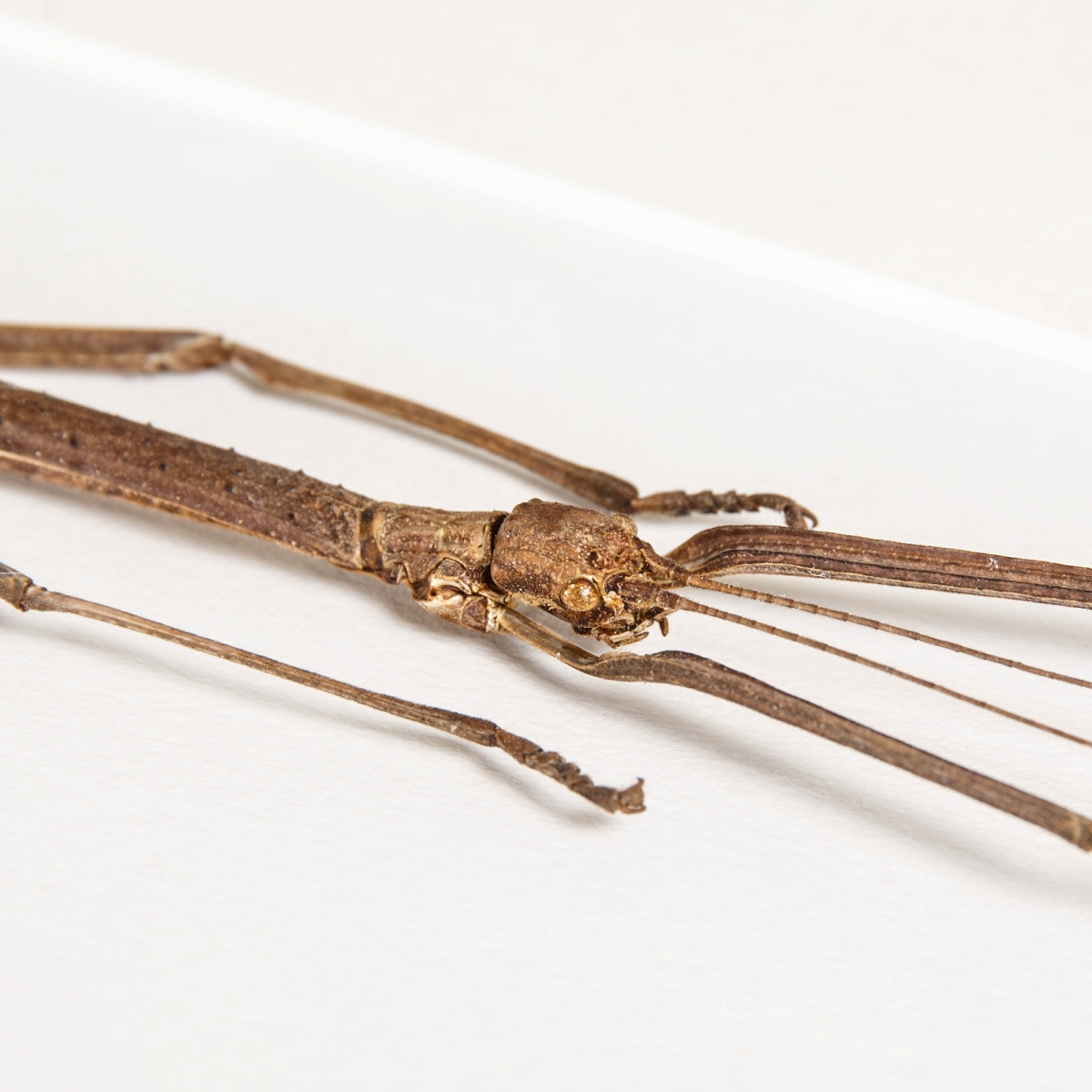Small Red Winged Stick Insect in Box Frame (Phaenopharos struthioneus)