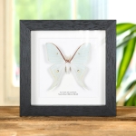 Minibeast Male Sweetheart Moon Moth In Box Frame (Actias dulcinea)