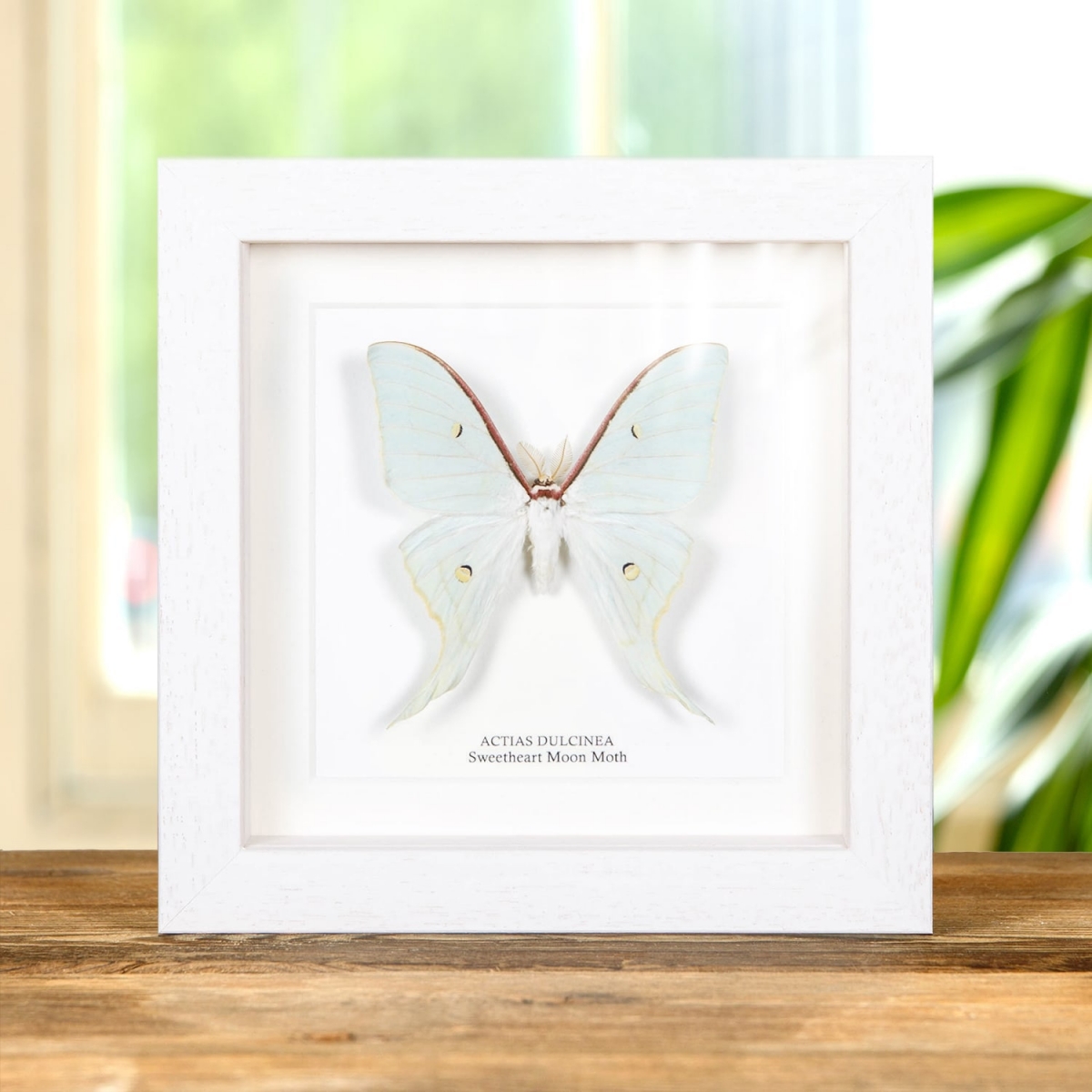 Male Sweetheart Moon Moth In Box Frame (Actias dulcinea)