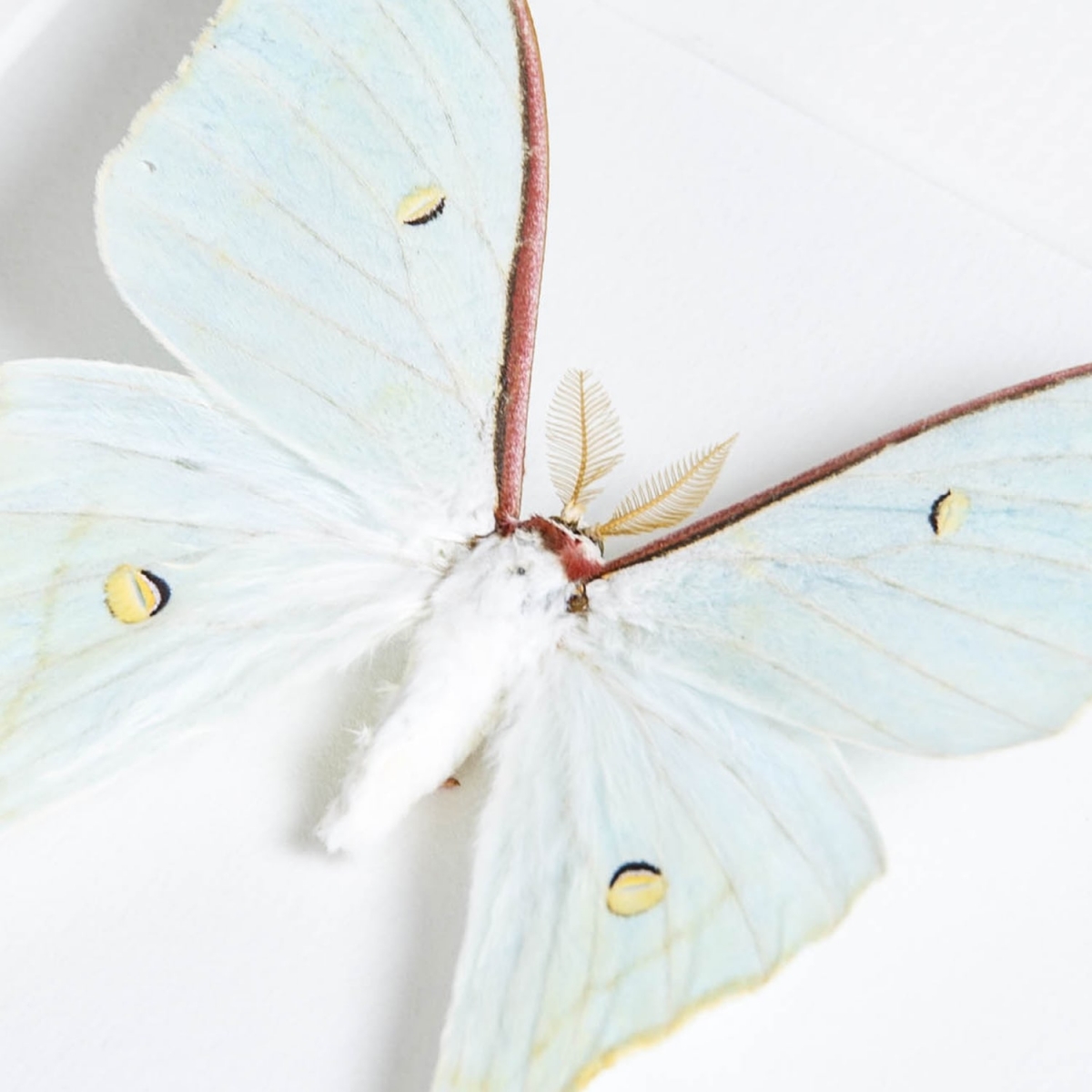 Male Sweetheart Moon Moth In Box Frame (Actias dulcinea)