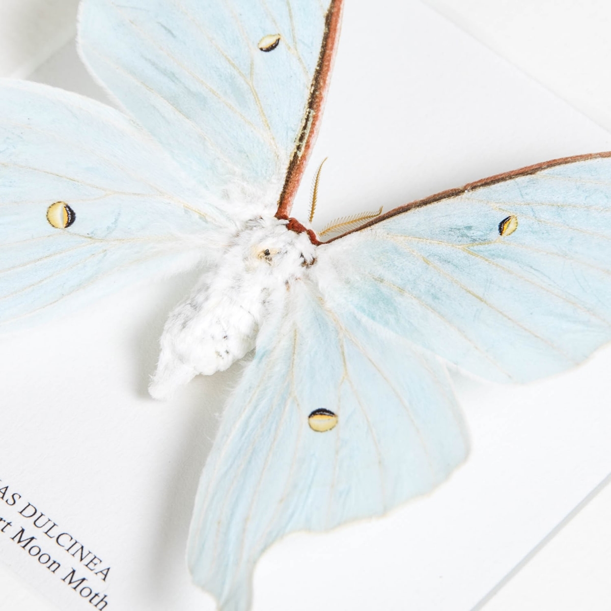 Female Sweetheart Moon Moth In Box Frame (Actias dulcinea)