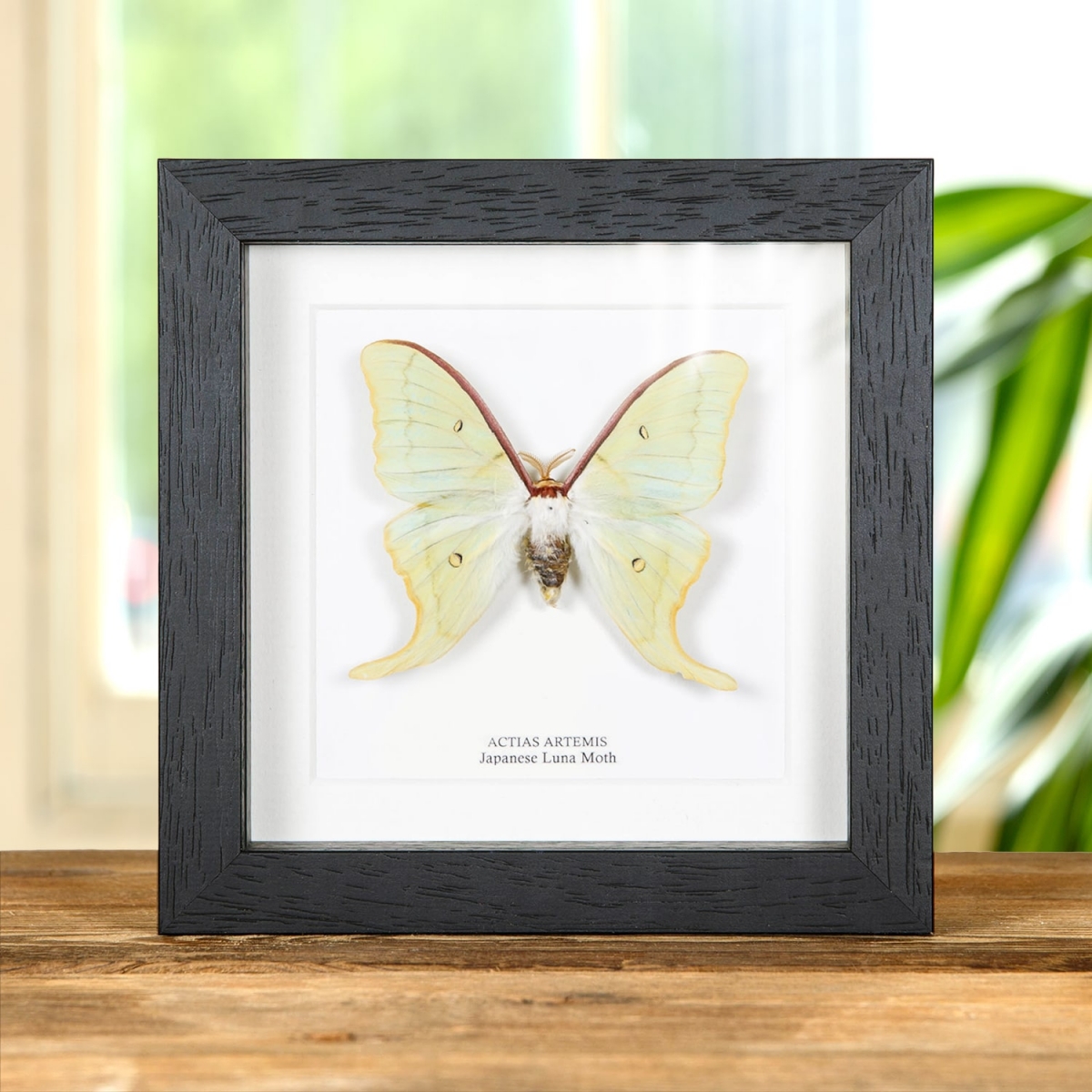 Minibeast Japanese Luna Moth In Box Frame (Actias artemis)