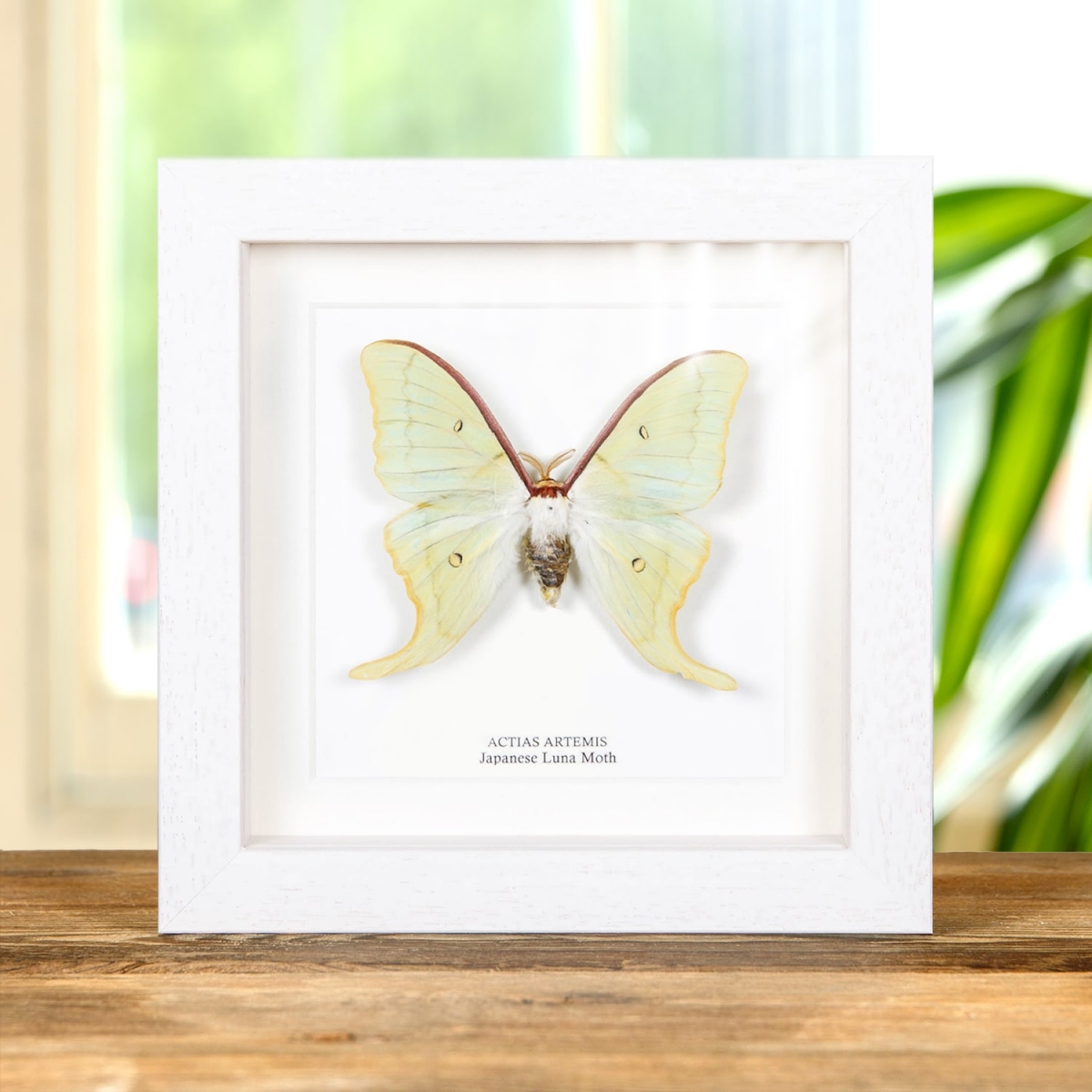 Japanese Luna Moth In Box Frame (Actias artemis)