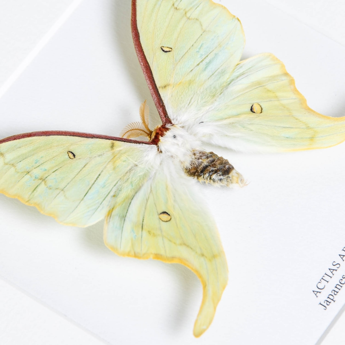 Japanese Luna Moth In Box Frame (Actias artemis)