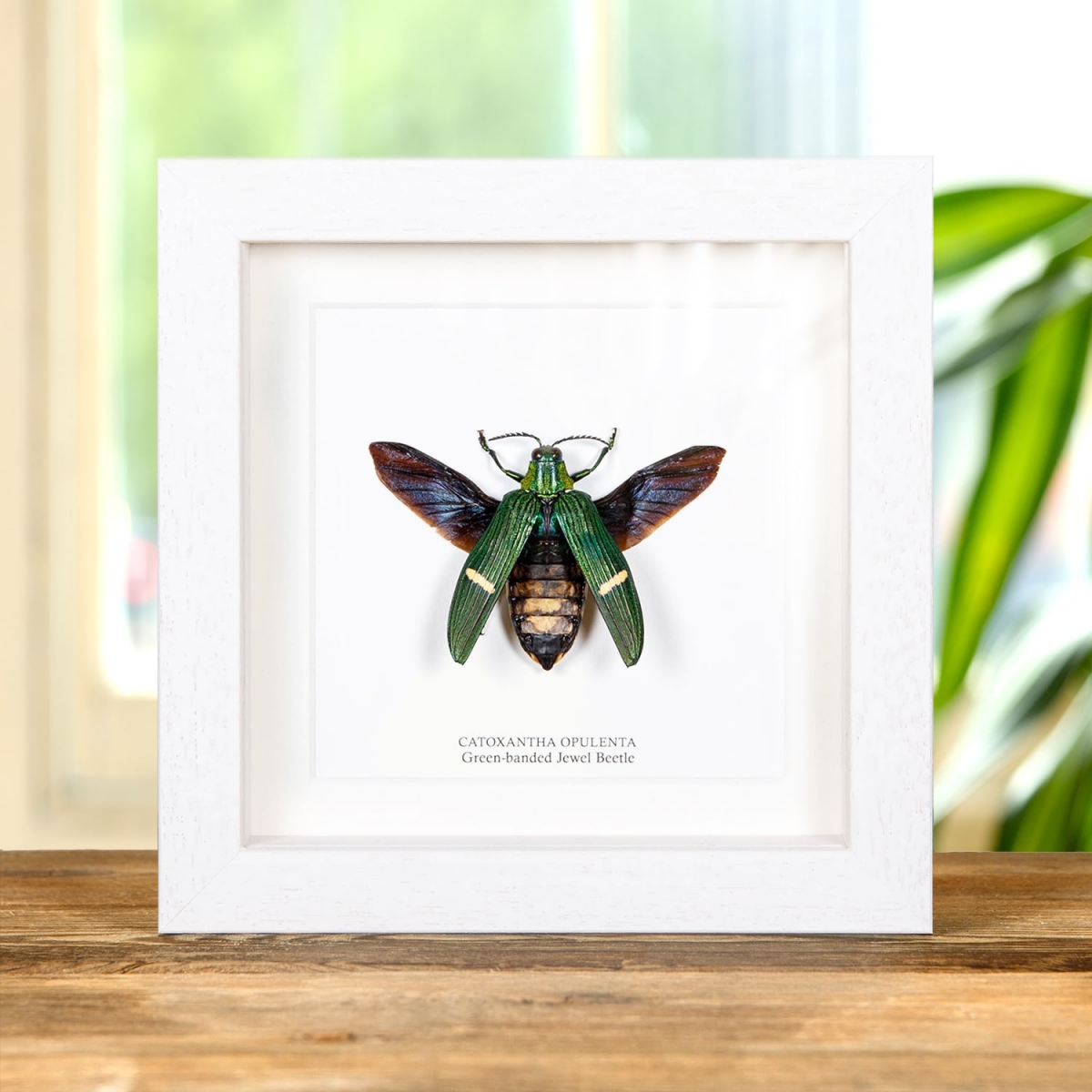 Green-banded Jewel Beetle In Box Frame (Catoxantha opulenta)