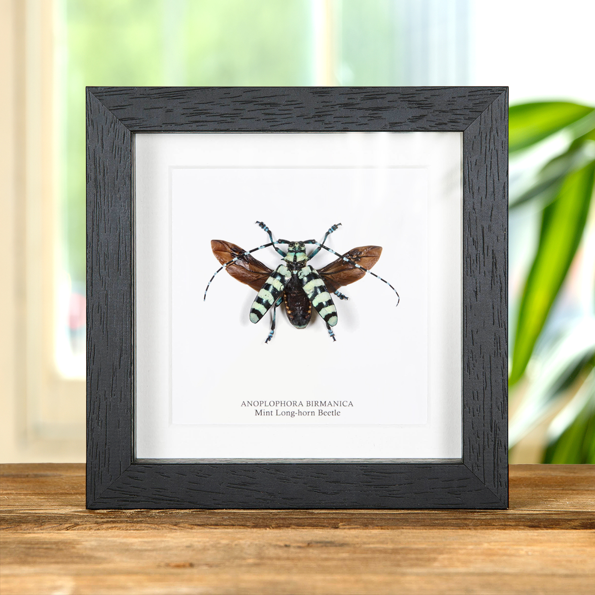 Minibeast Mint Long-horn Beetle In Box Frame (Anoplophora birmanica)