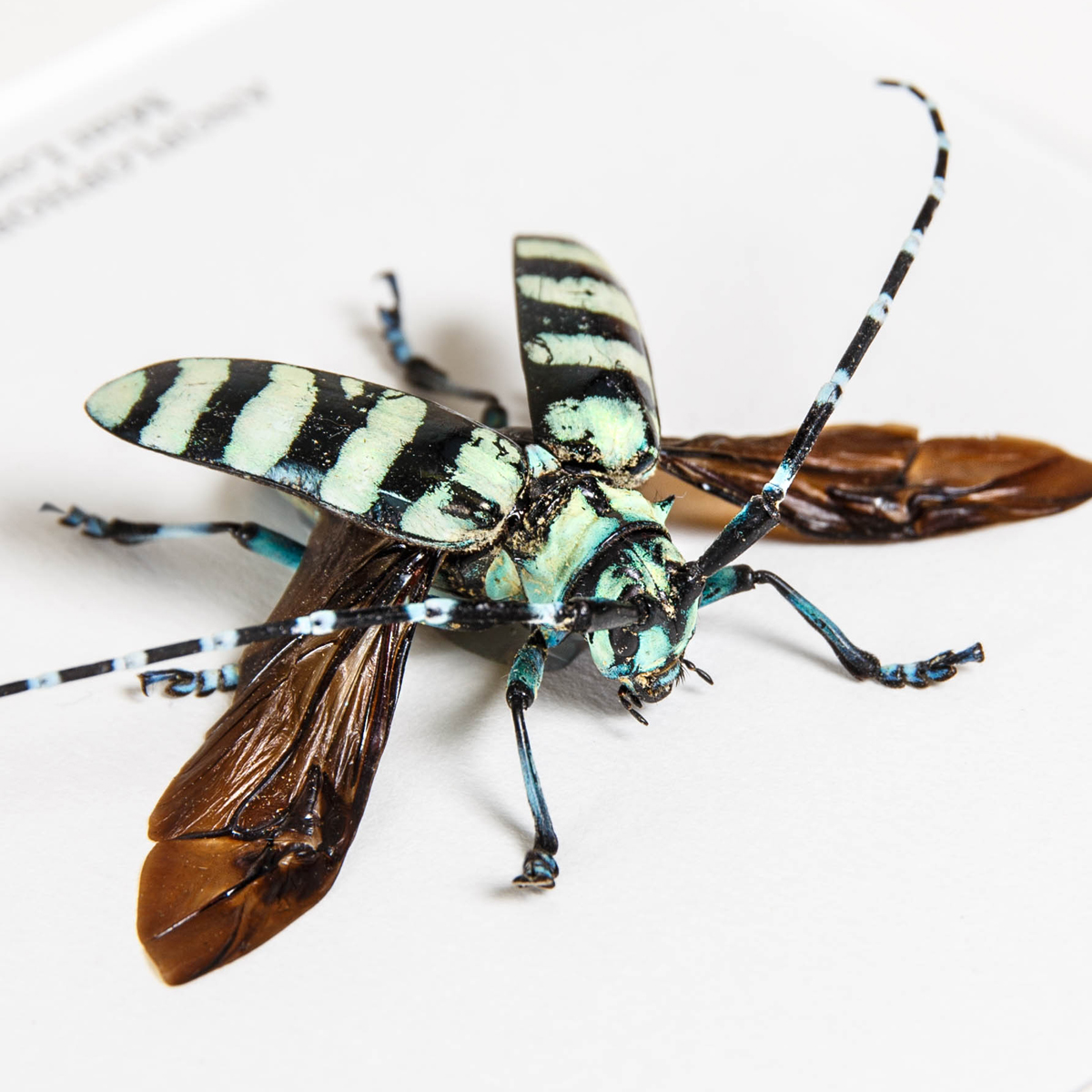 Mint Long-horn Beetle In Box Frame (Anoplophora birmanica)