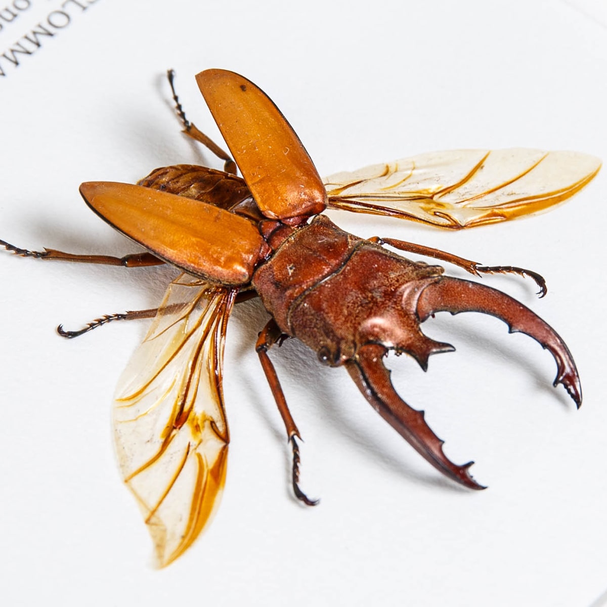 Long-horn Beetle In Box Frame (Cyclommatus lunifer)