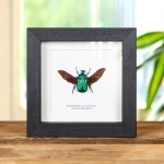 Minibeast Green Scarab Beetle In Box Frame (Rhomborhina chatanayi)