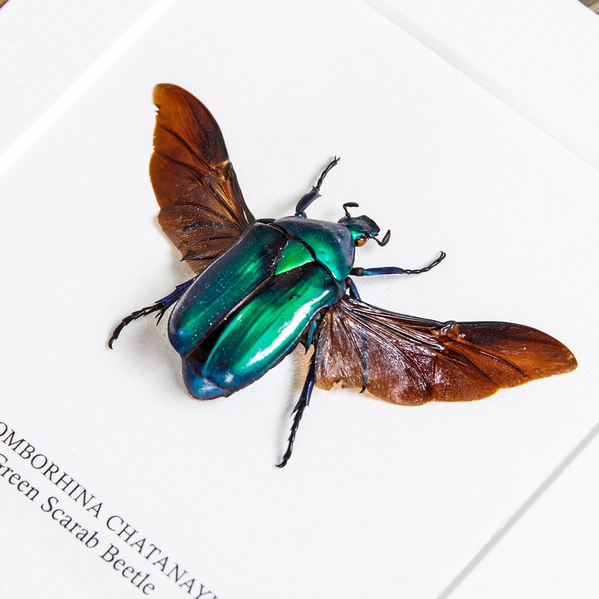 Green Scarab Beetle In Box Frame (Rhomborhina chatanayi)