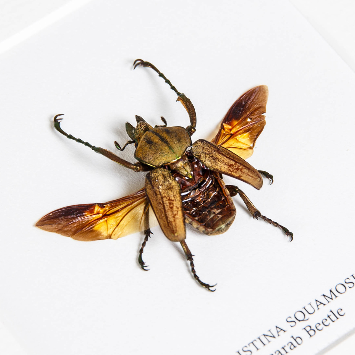 Brown Scarab Beetle In Box Frame (Philistina squamosus)