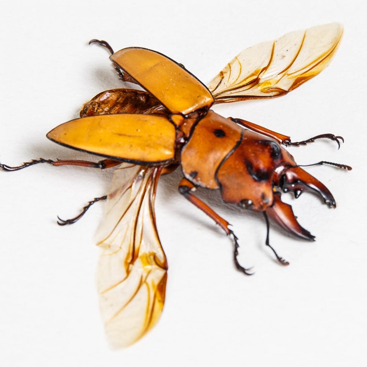 Stag Beetle In Box Frame (Prosopocoilus occipitalis)