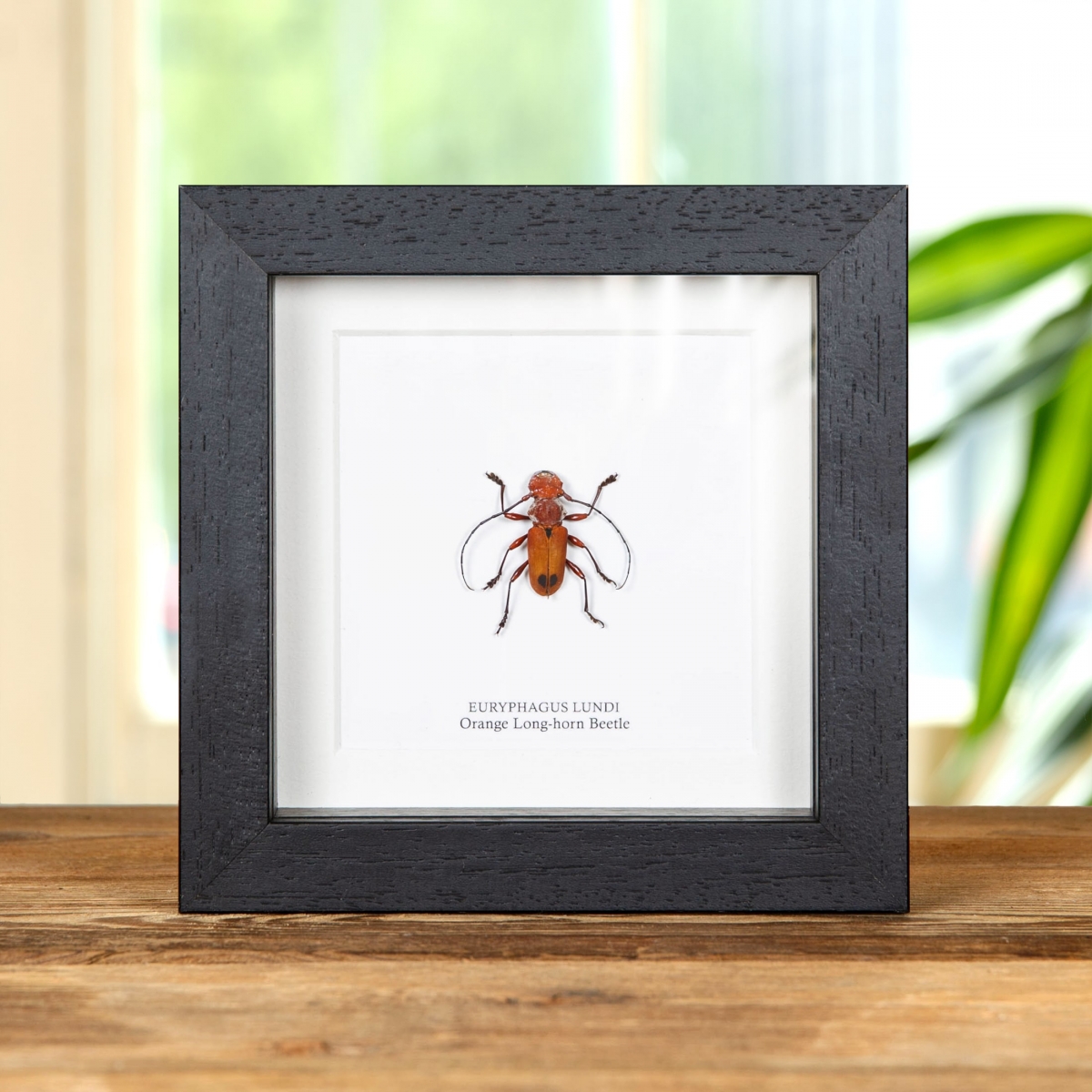 Minibeast Orange Long-horn Beetle In Box Frame (Euryphagus lundi)