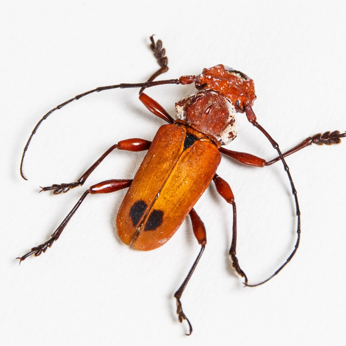 Orange Long-horn Beetle In Box Frame (Euryphagus lundi)