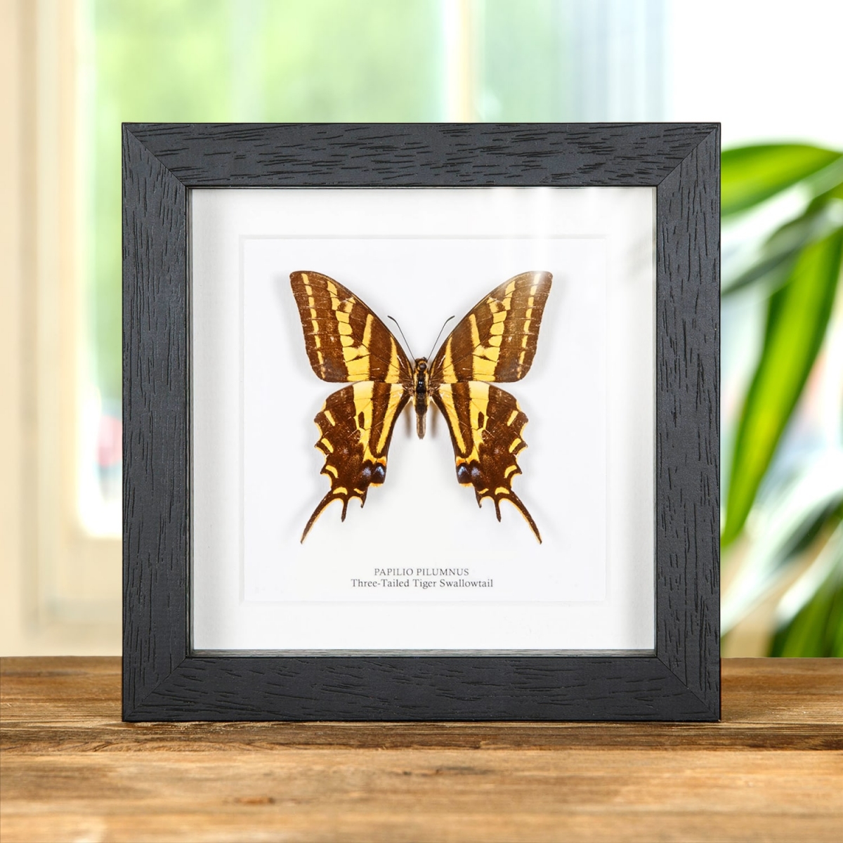 Minibeast Three-Tailed Tiger Swallowtail Butterfly In Box Frame (Papilio pilumnus)