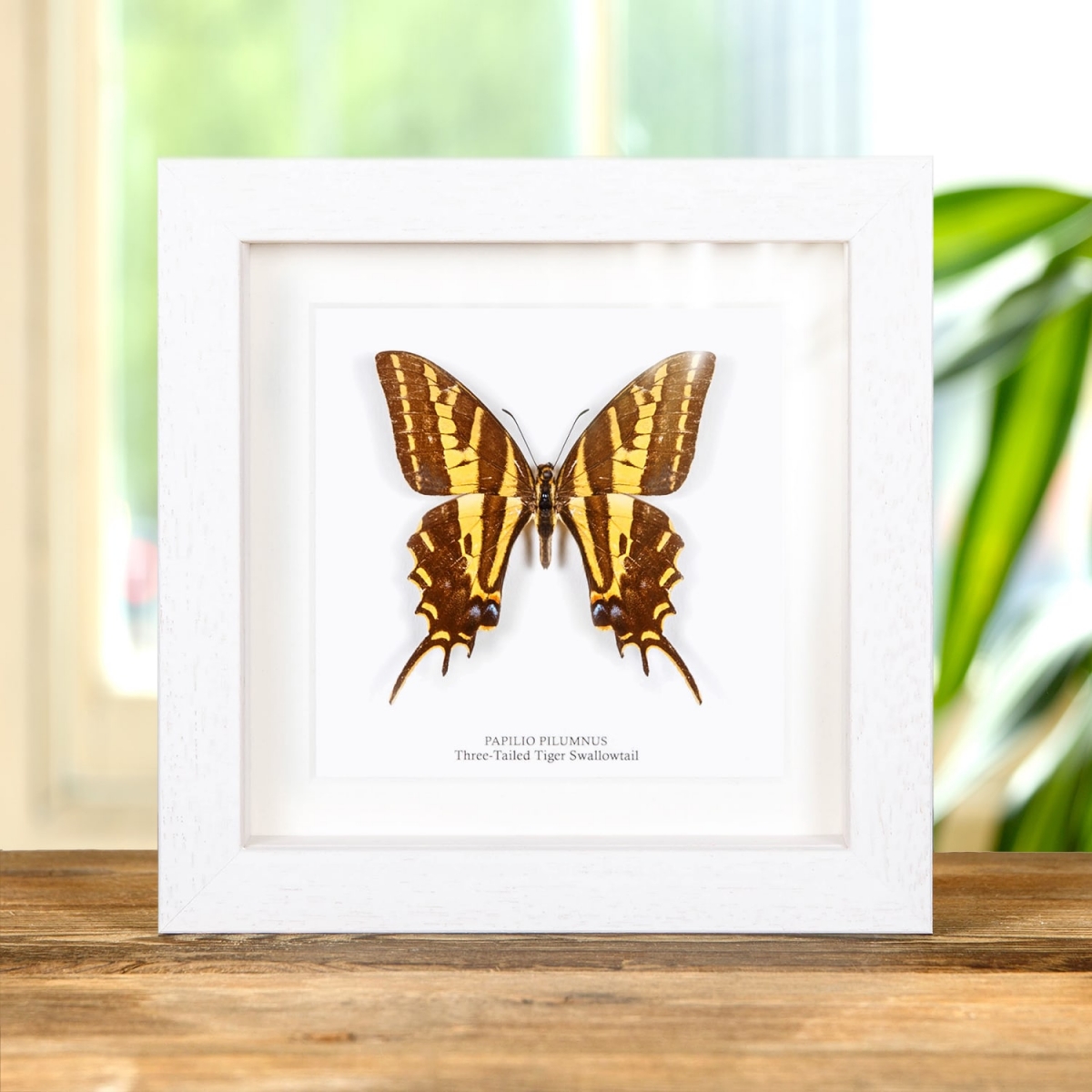 Three-Tailed Tiger Swallowtail Butterfly In Box Frame (Papilio pilumnus)
