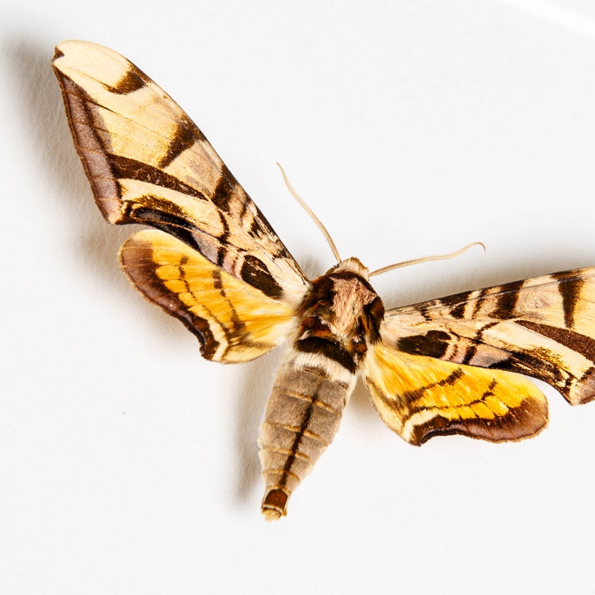 Lavender Sphinx Moth In Box Frame (Batocnema coquerelii)