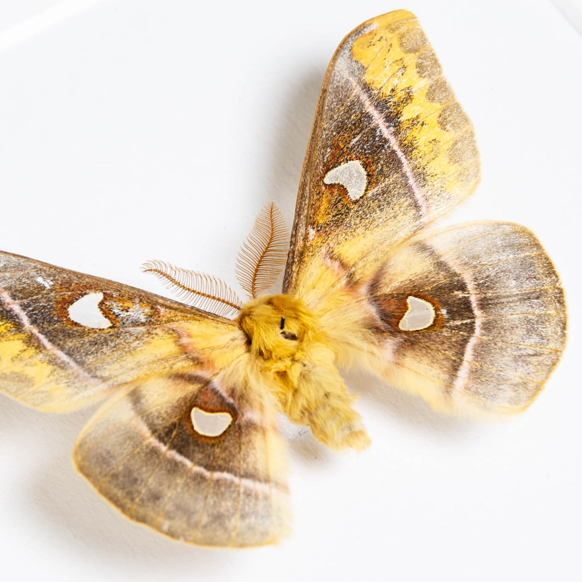 Rusty Emperor Moth In Box Frame (Rhodinia jankowskiiin)