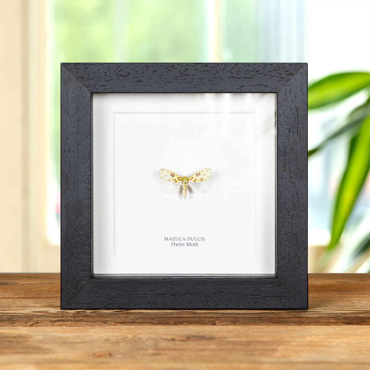 Minibeast Owlet Moth In Box Frame (Mazuca dulcis)