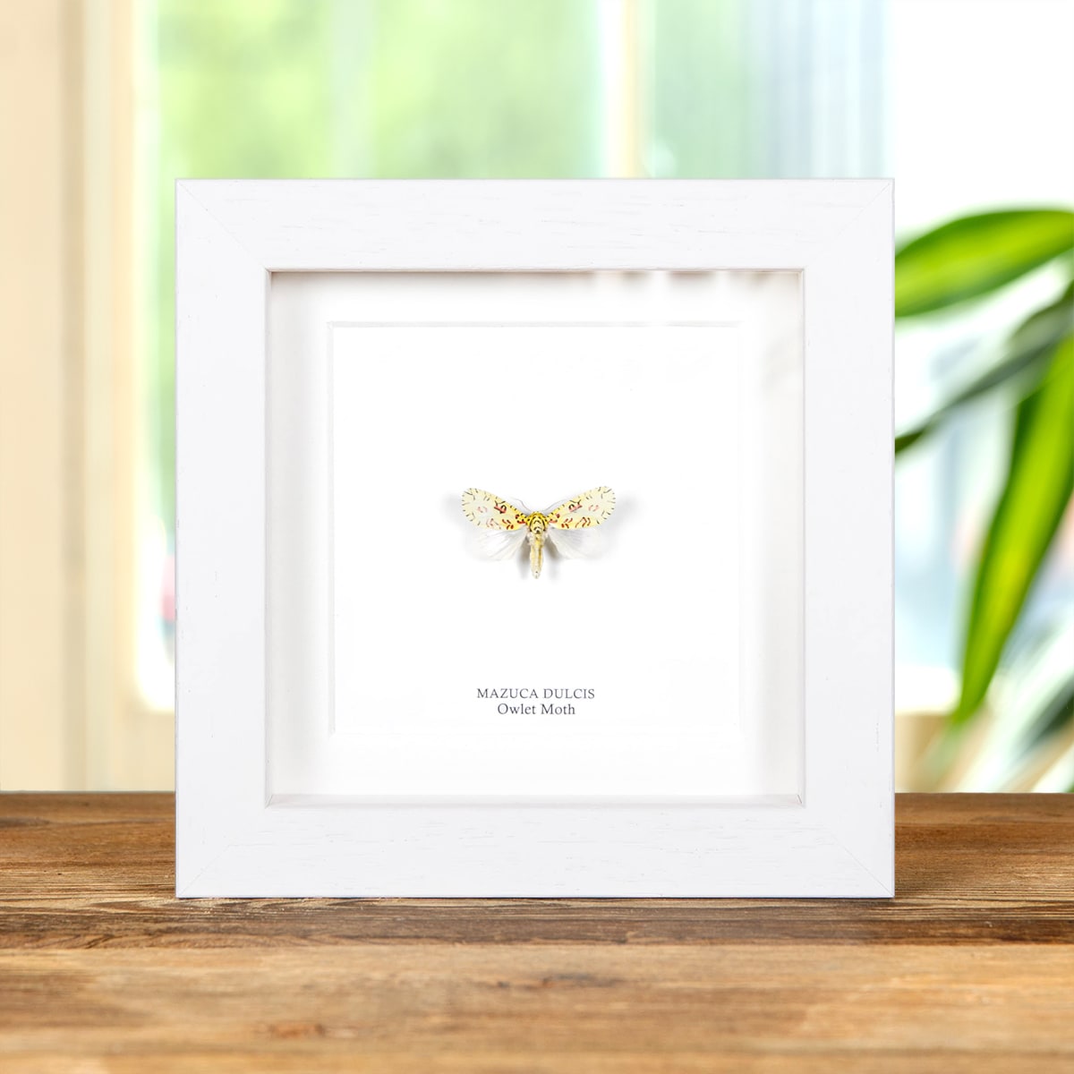 Owlet Moth In Box Frame (Mazuca dulcis)
