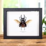 Minibeast Stag Beetle In Box Frame (Odontolabis dalmani)