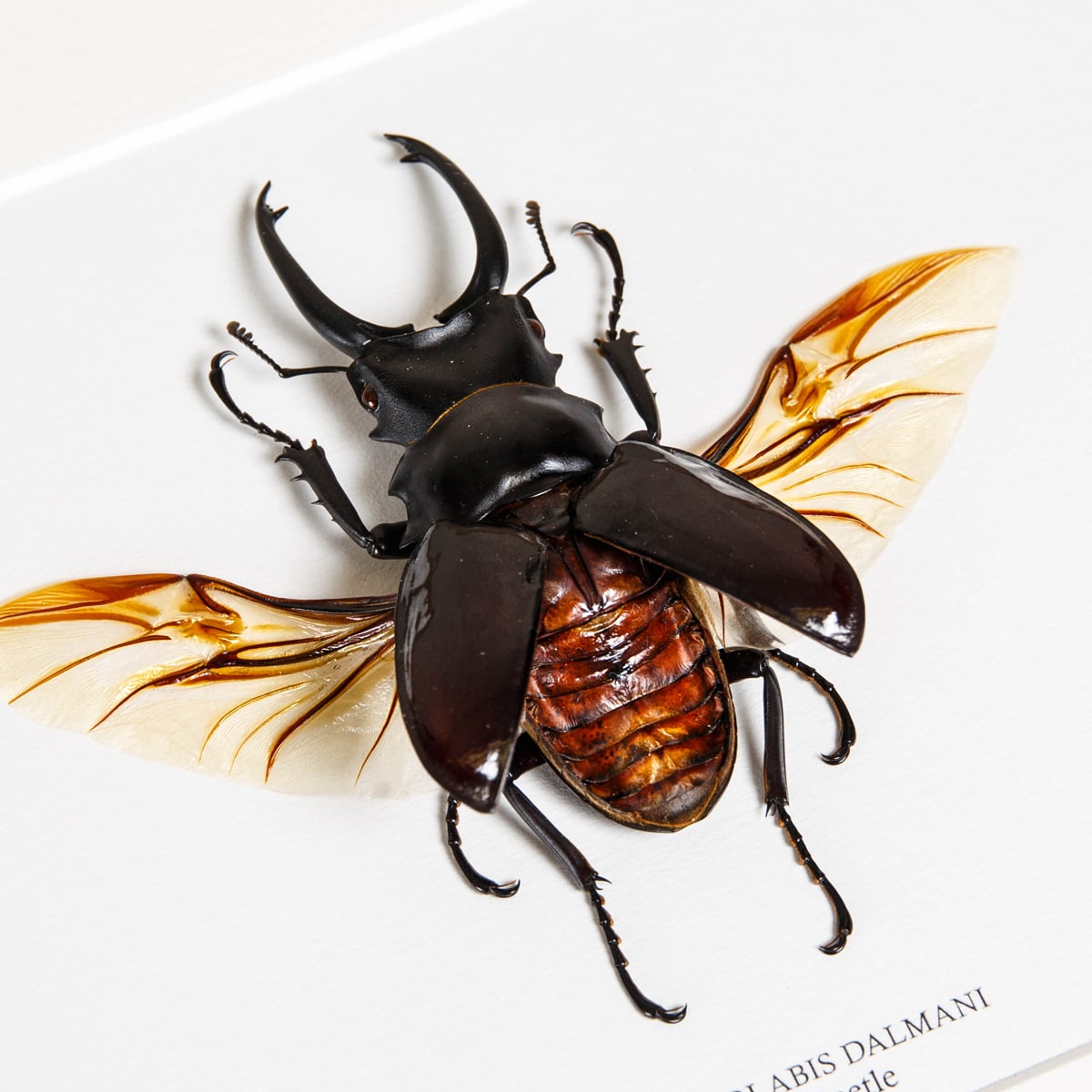 Stag Beetle In Box Frame (Odontolabis dalmani)