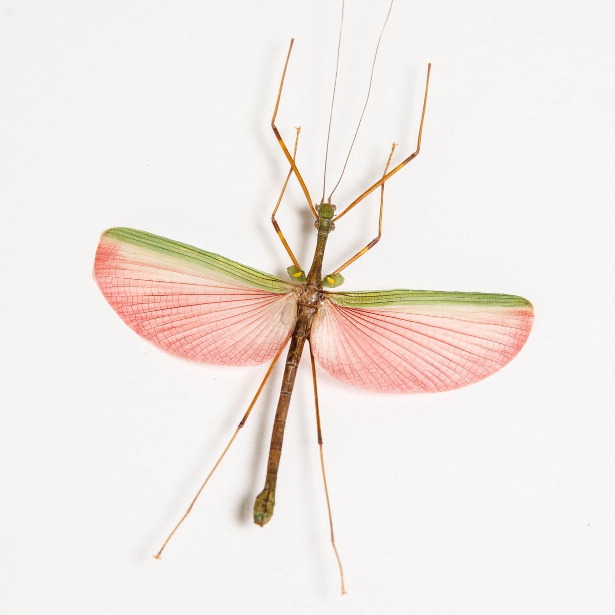 Pink Asian Stick Insect In Box Frame (Marmessoidea quadriguttata)