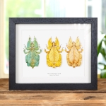 Minibeast Framed Leaf Insect Trio (Phyllium bioculatum)