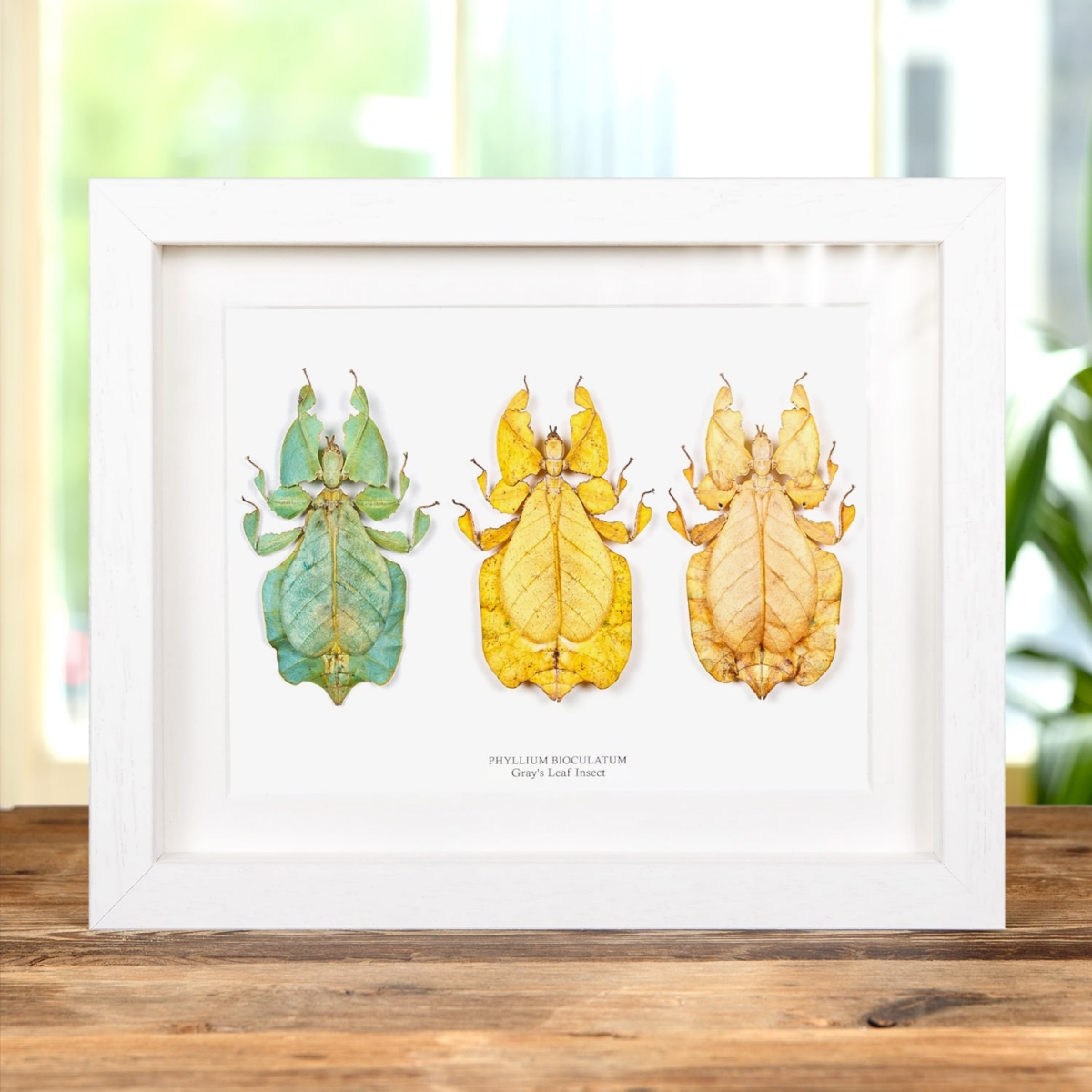 Framed Leaf Insect Trio (Phyllium bioculatum)