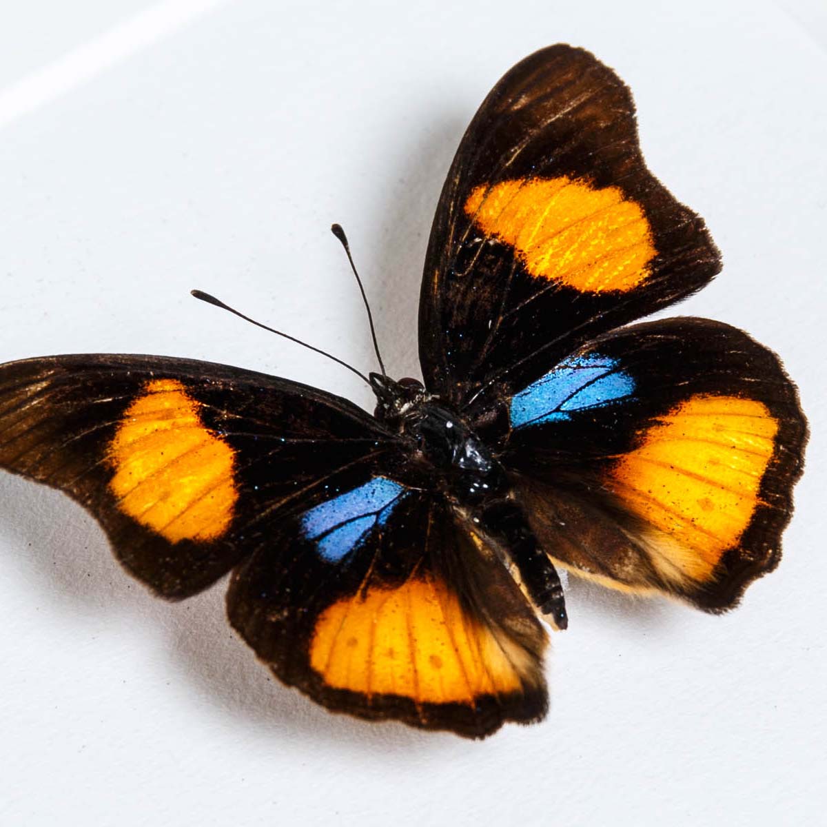 Blue Spot Pansy In Box Frame (Junonia westermanni)