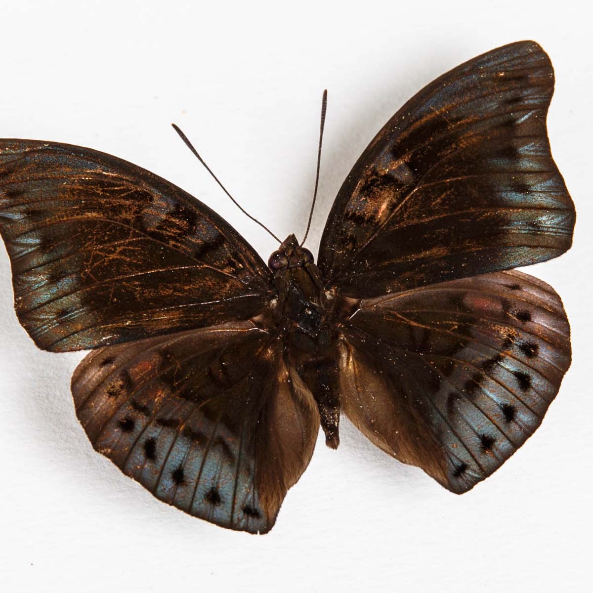 Sulawesi Gaudy Baron Butterfly Male & Female In Box Frame (Euthalia amanda)