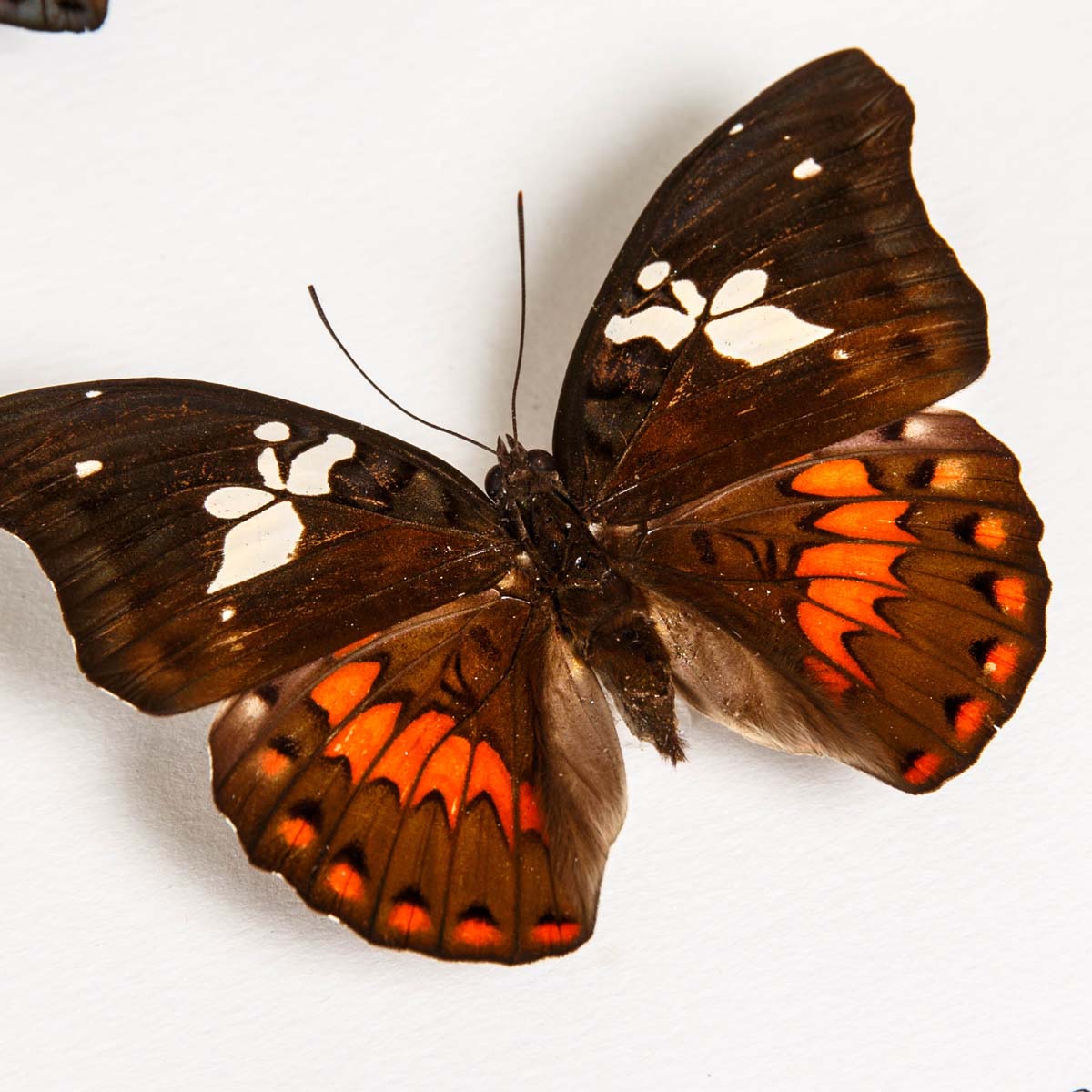 Sulawesi Gaudy Baron Butterfly Male & Female In Box Frame (Euthalia amanda)
