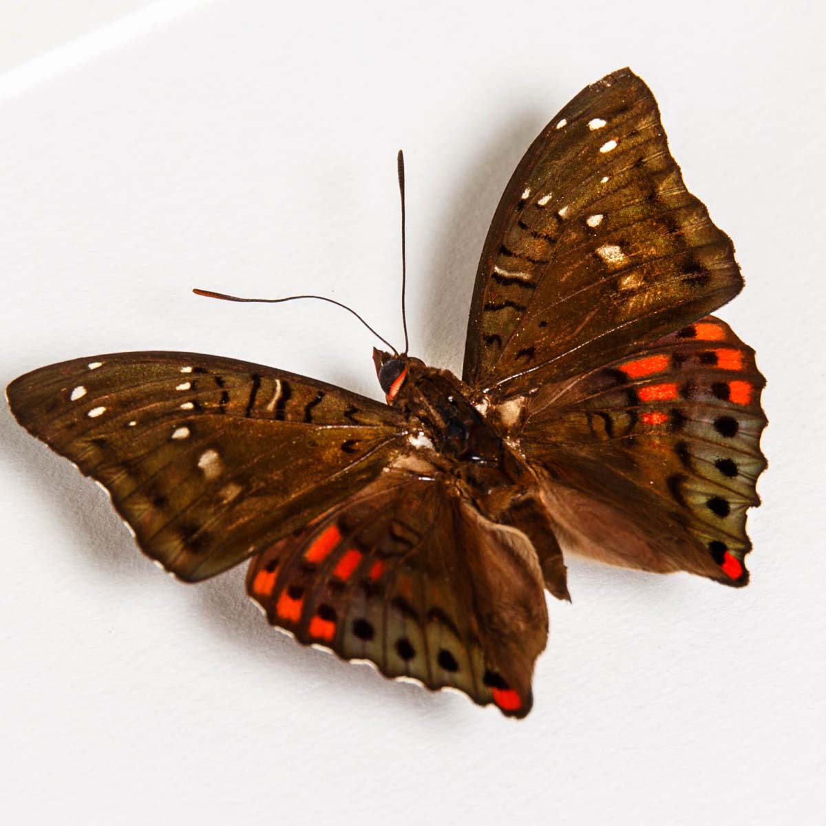 Green Baron Butterfly Male & Female In Box Frame (Euthalia adonia)