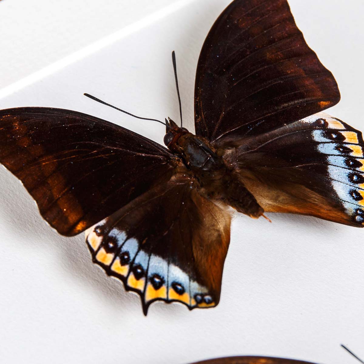 Charaxes eurialus Butterfly Male & Female In Box Frame From Ambon Island