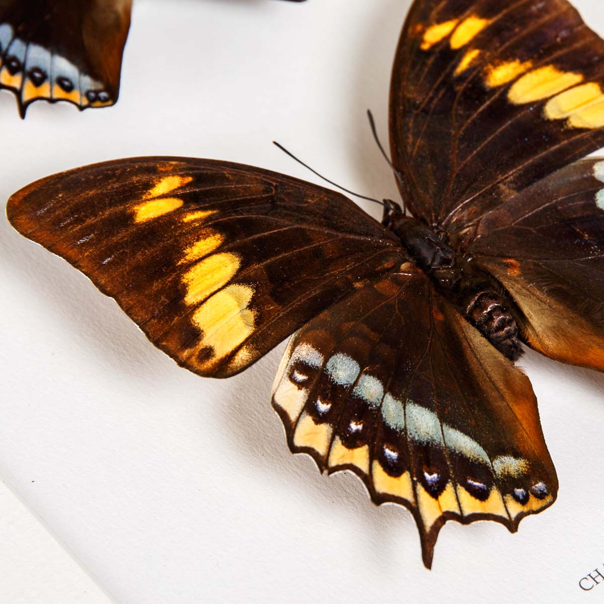 Charaxes eurialus Butterfly Male & Female In Box Frame From Ambon Island