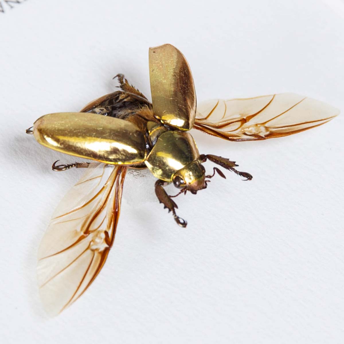 Golden Scarab Beetle With Wings Spread in Box Frame (Chrysina resplendens)