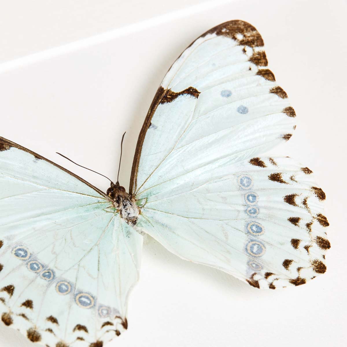 Epistrophus Morpho Butterfly In Box Frame (Morpho epistrophus)