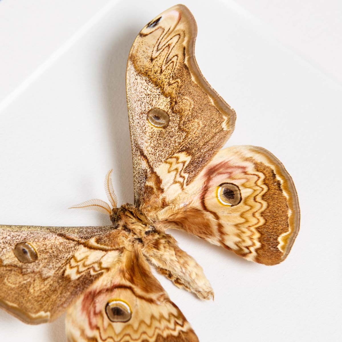 Caligula Silk Moth Male & Female In Box Frame (Caligula saturnia thibeta)