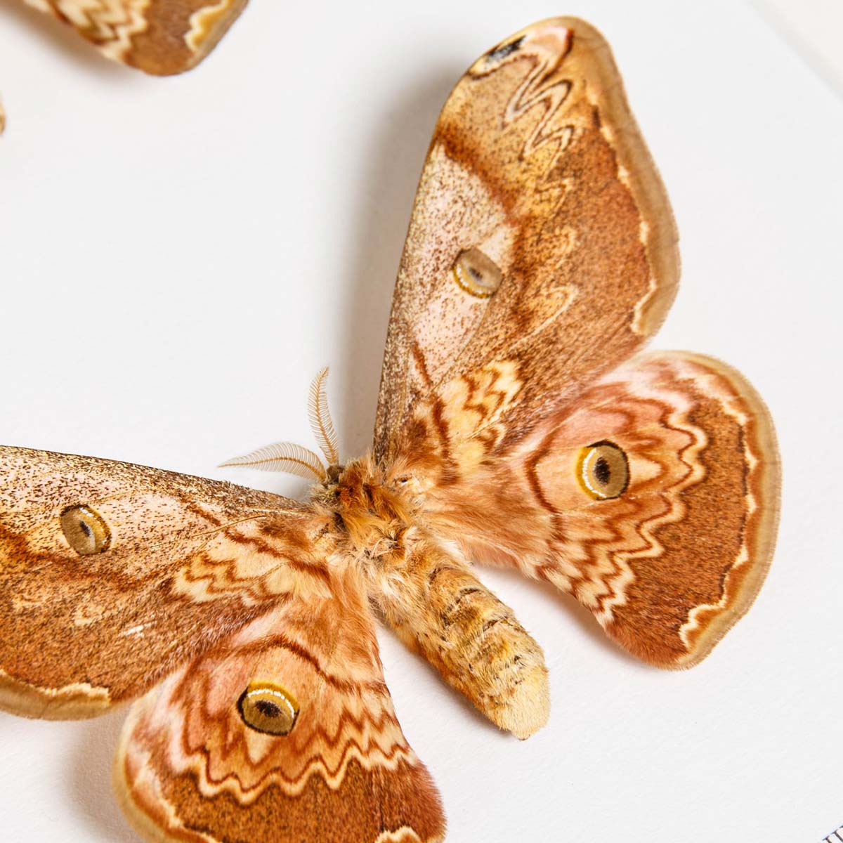 Caligula Silk Moth Male & Female In Box Frame (Caligula saturnia thibeta)