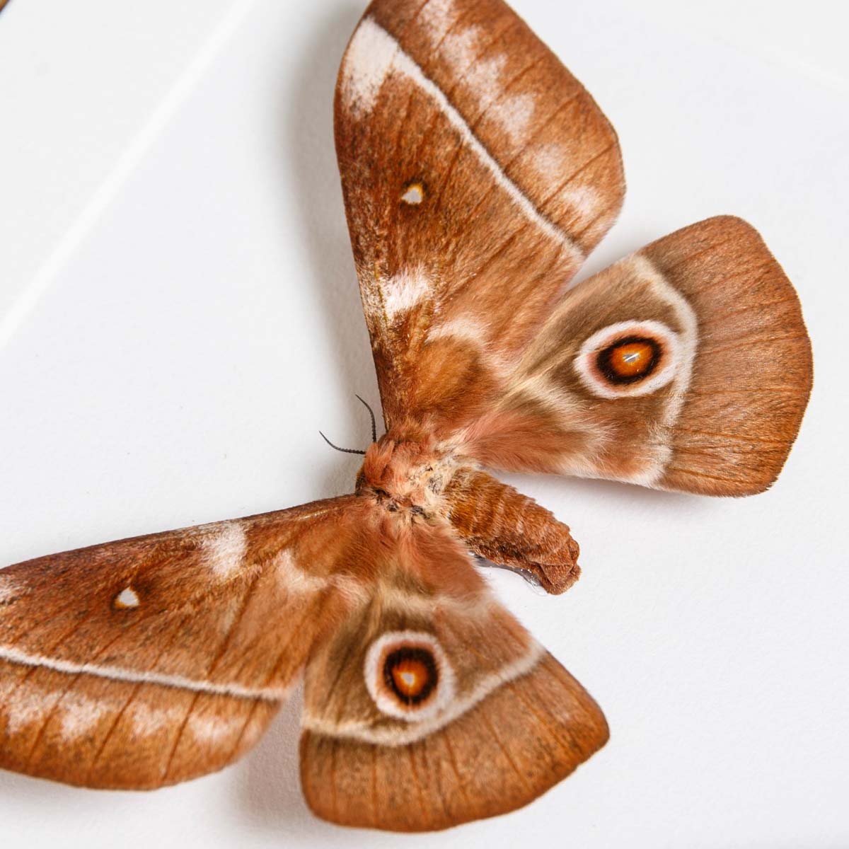 Imbrasia ertli Moth In Box Frame from Malawi