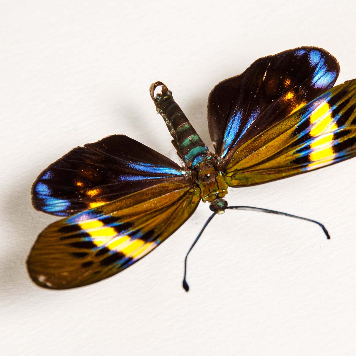 Eterusia repleta Male & Female Moths In Box Frame From Thailand