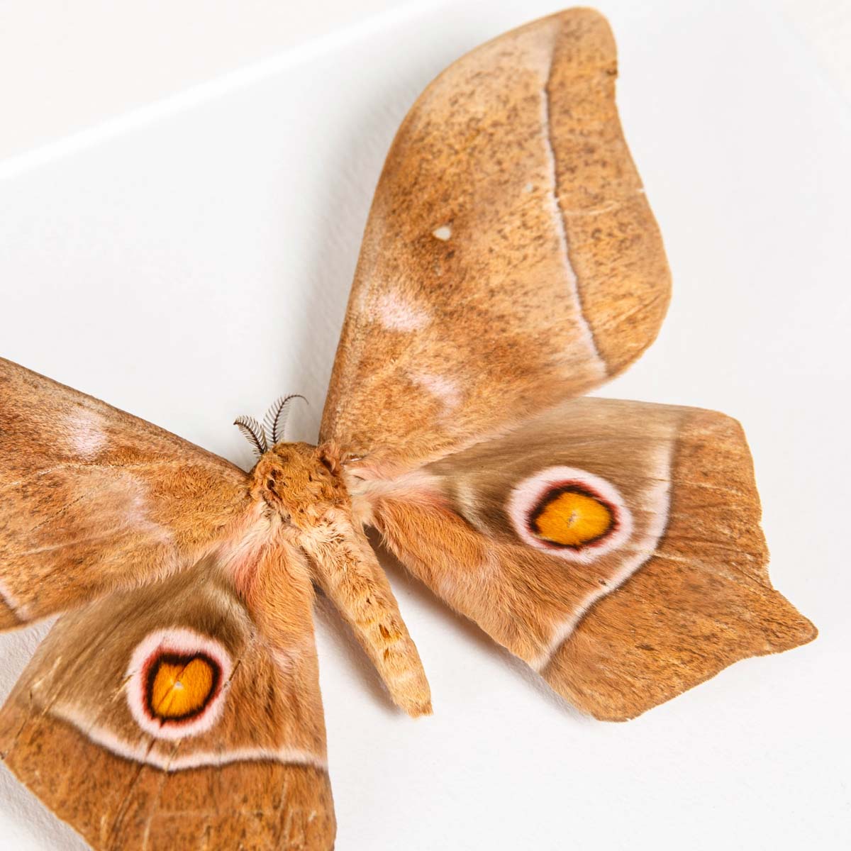 Imbrasia epimethea Moth In Box Frame From Calabar Coast