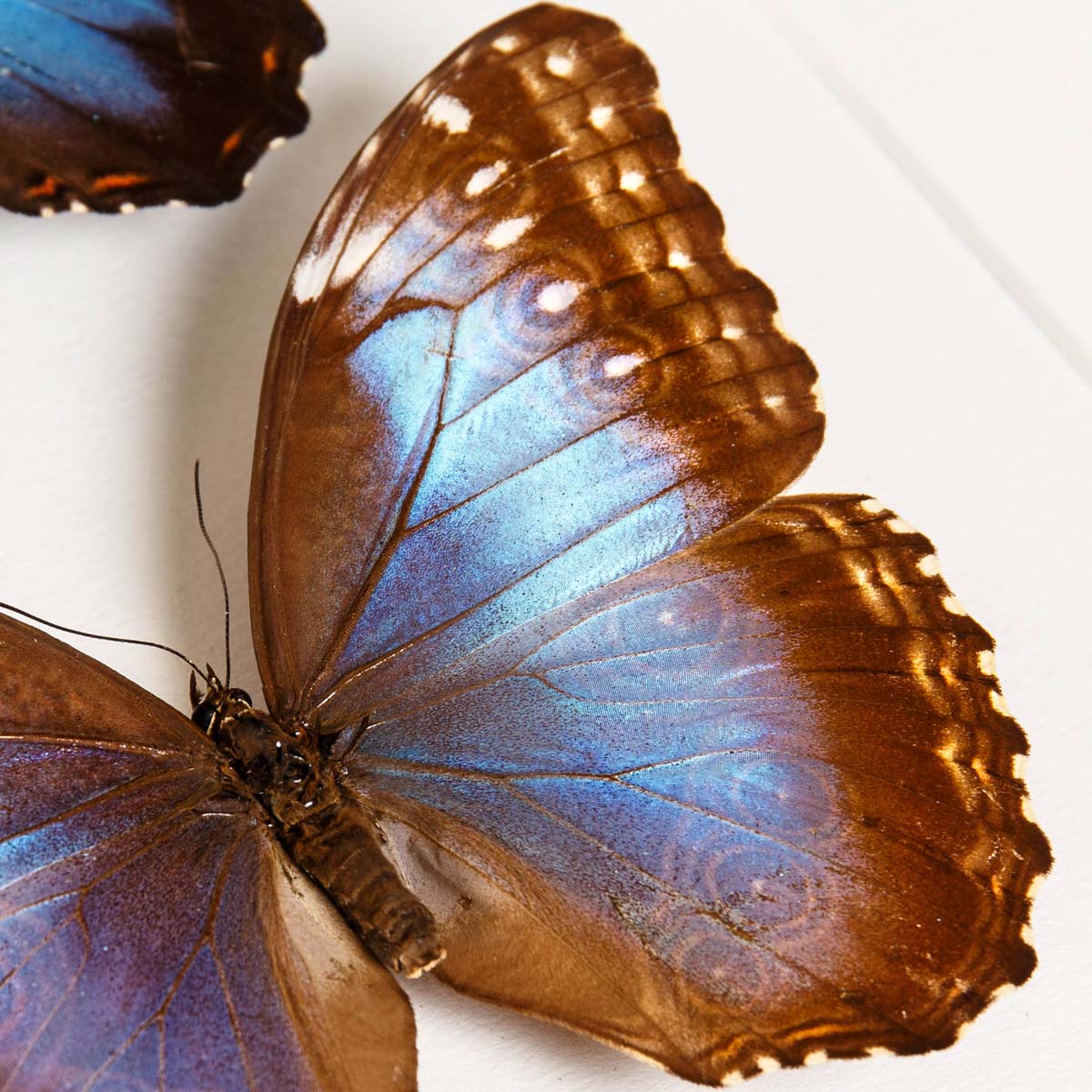 Helenor Blue Morpho Butterfly Male & Female Pair In Box Frame (Morpho helenor montezuma)