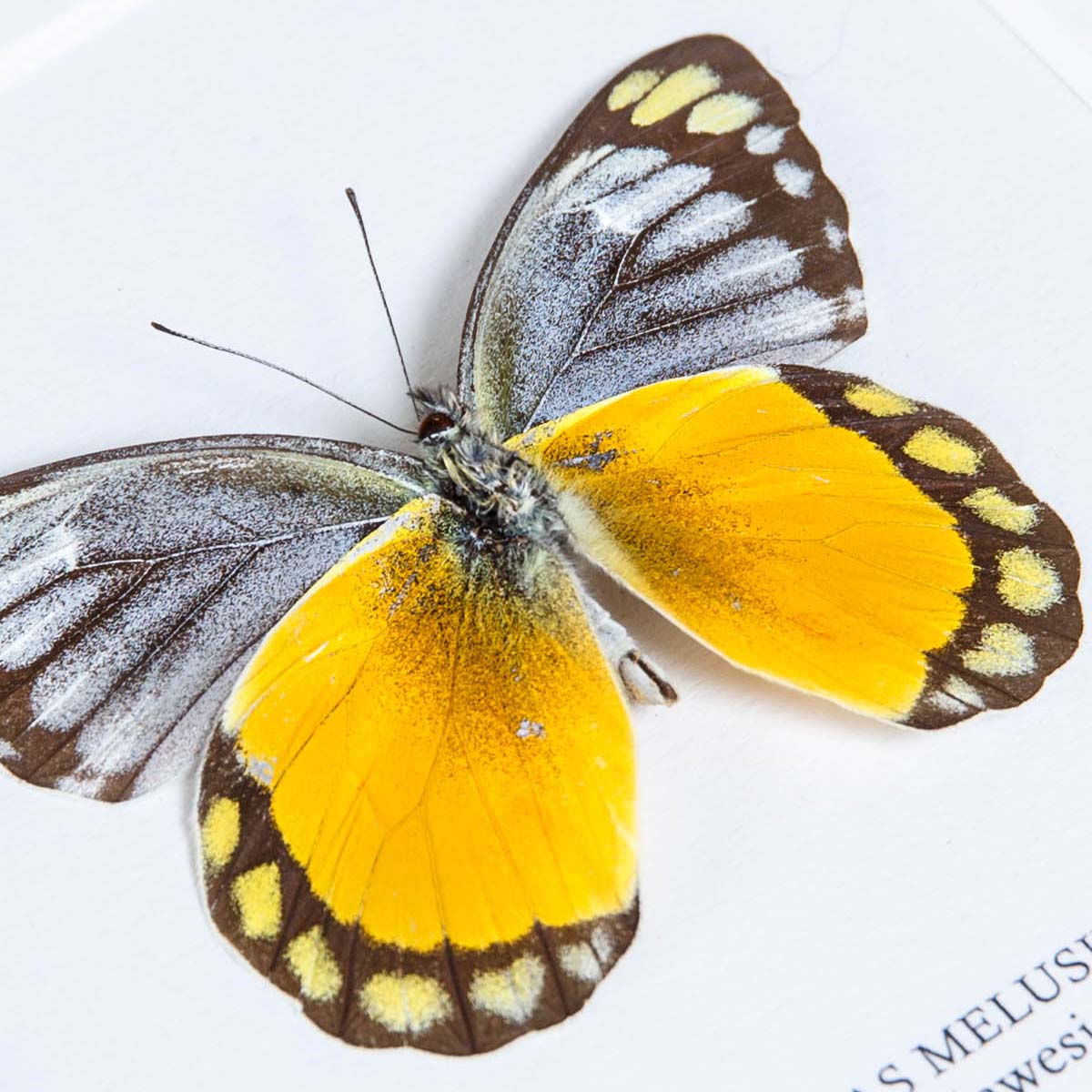 Delias melusina Butterfly In Box Frame From Sulawesi