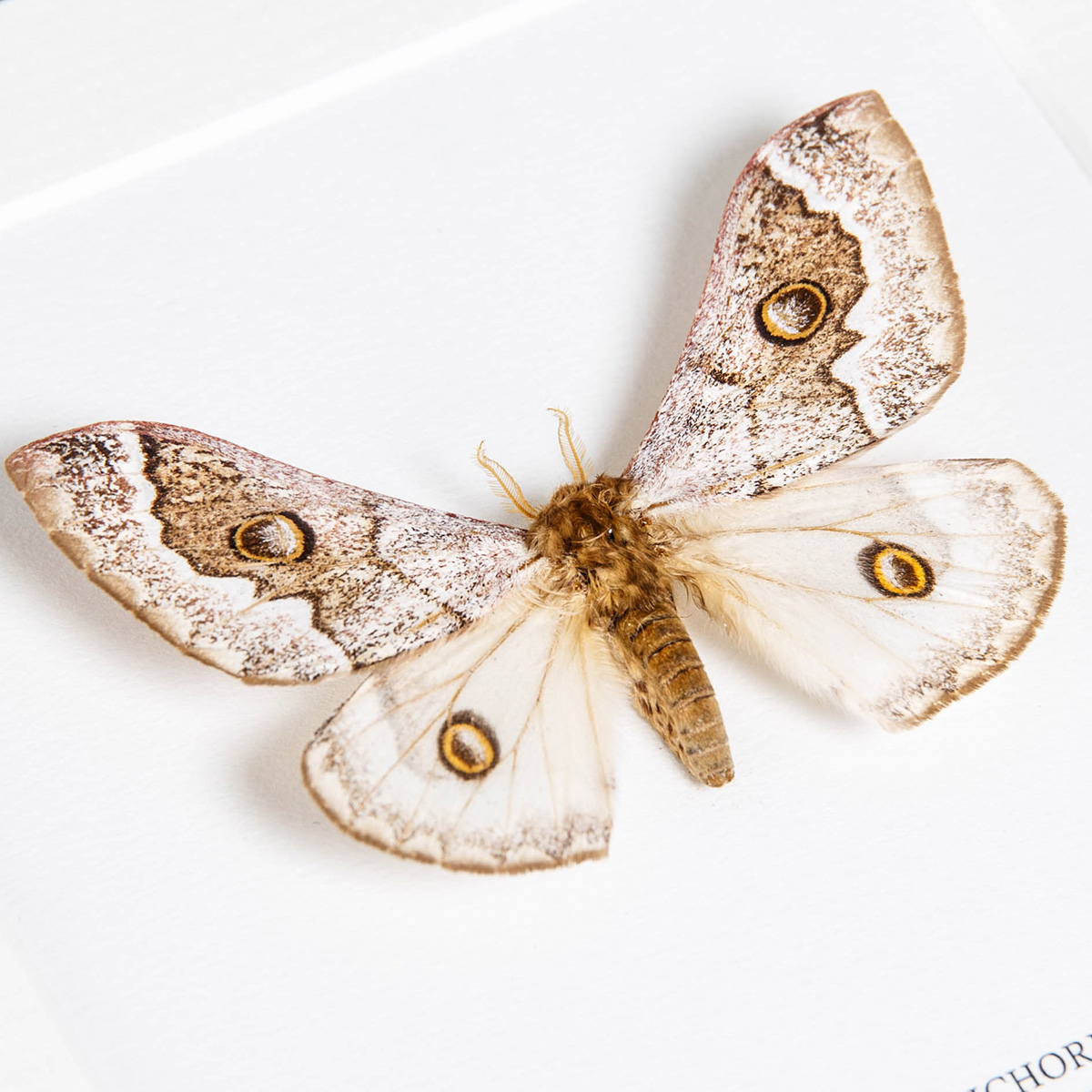 Cavorting Emperor Moth In Box Frame (Usta terpsichore)
