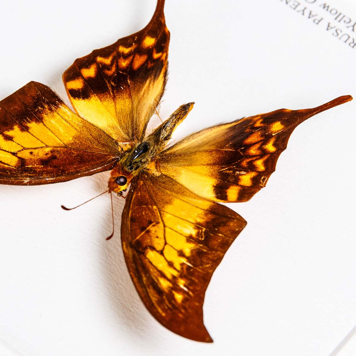 Yellow Gorgon Butterfly In Box Frame (Meandrusa payeni)
