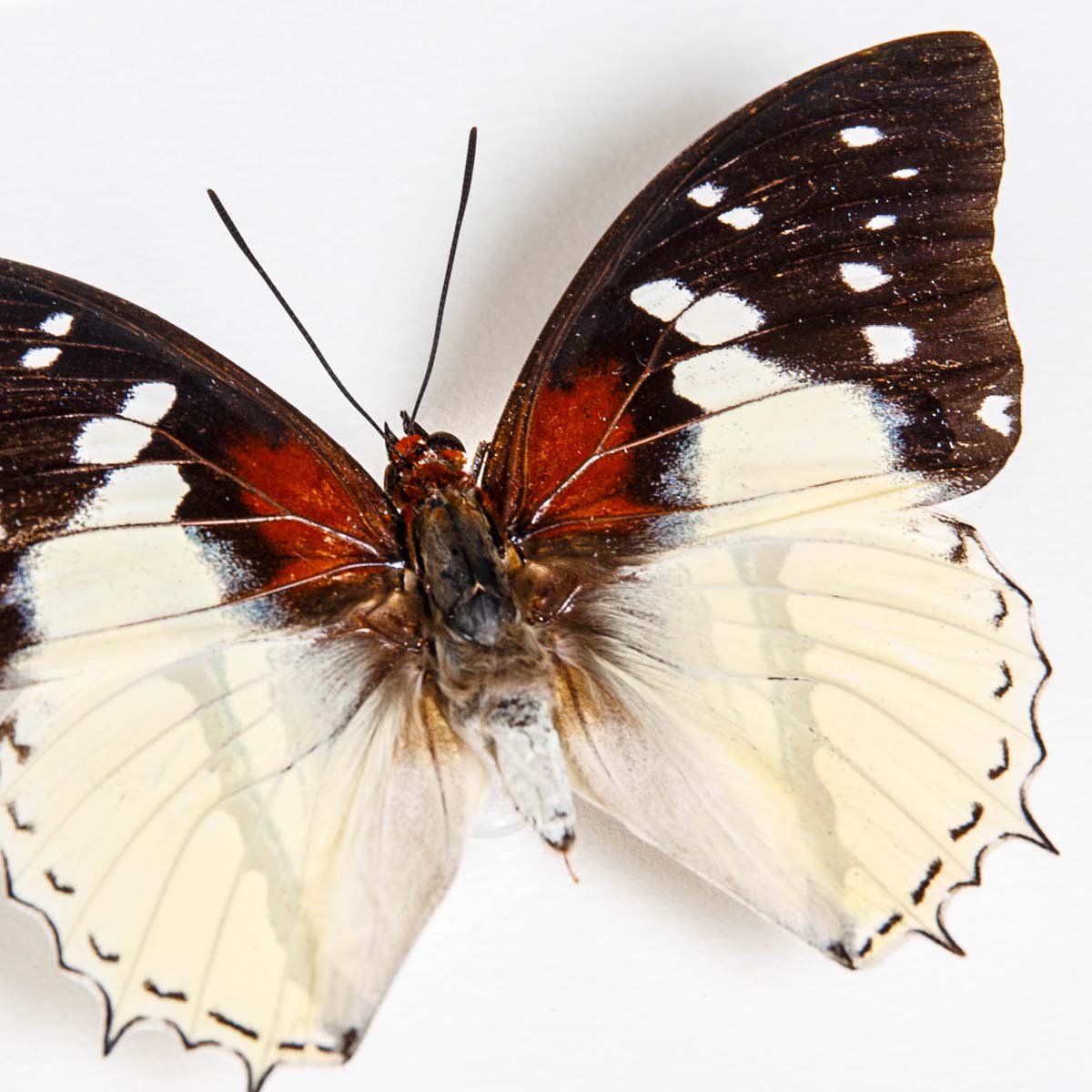 Hadrian's White Charaxes Butterfly In Box Frame (Charaxes hadrianus)